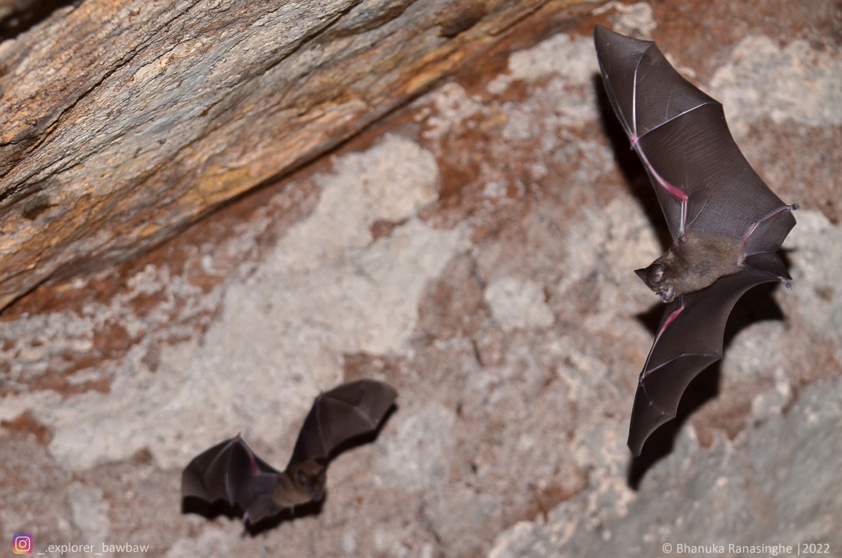 Hipposideros